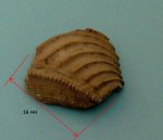 Фрагмент юрской тригонии Фрагмент юрской тригонии