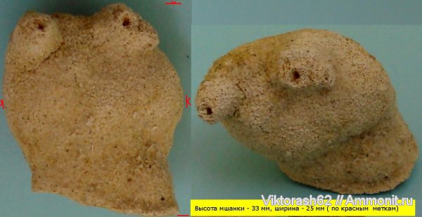 неоген, кайнозой, беспозвоночные