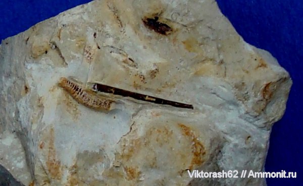 моллюски, мел, мезозой, лопатоногие моллюски, р. Днестр, Cretaceous