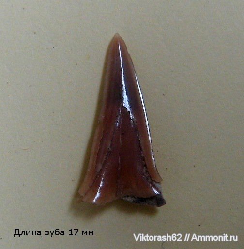 мел, рыбы, позвоночные, мезозой, зубы акул, р. Днестр, Cretaceous, fish, shark teeth