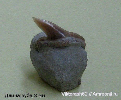 мел, рыбы, позвоночные, мезозой, зубы акул, р. Днестр, Cretaceous, fish, shark teeth