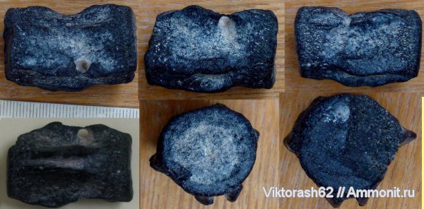 мел, позвоночные, мезозой, Бурштын, Cretaceous