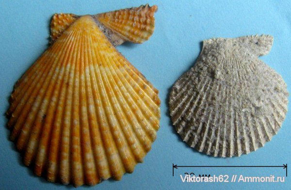 неоген, двустворчатые моллюски, кайнозой, Chlamys