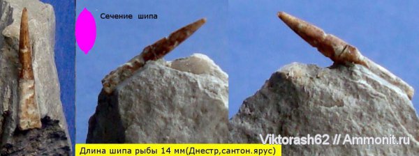 мел, рыбы, позвоночные, мезозой, р. Днестр, Cretaceous, fish