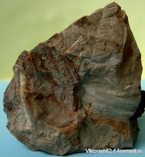 карбон, растения, палеозой, птеридоспермы, Neuropteris, нейроптерис