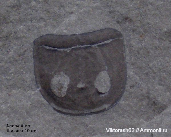 силур, палеозой, членистоногие, ракоскорпионы, Silurian, Eurypterus