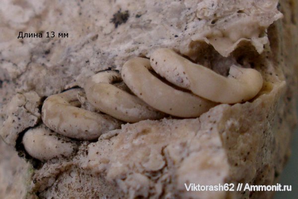 серпулы, миоцен, кольчатые черви, кайнозой, Serpulidae, Максимовка