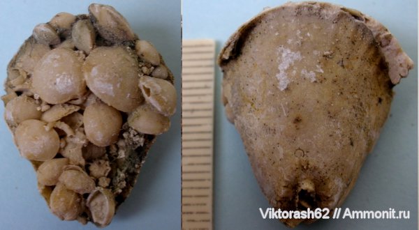 миоцен, двустворчатые моллюски, кайнозой, Максимовка