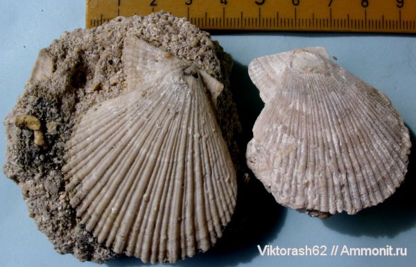 миоцен, двустворчатые моллюски, кайнозой, Chlamys, Максимовка