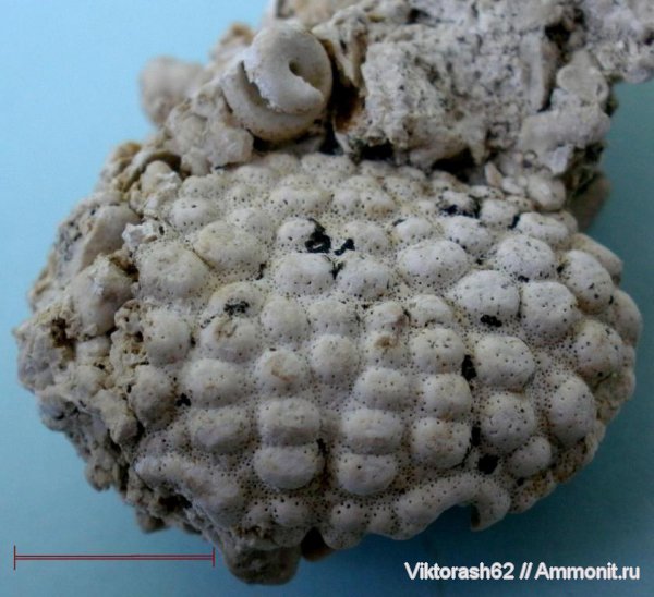 серпулы, миоцен, членистоногие, раки, кайнозой, Serpulidae, Daira speciosa, Максимовка