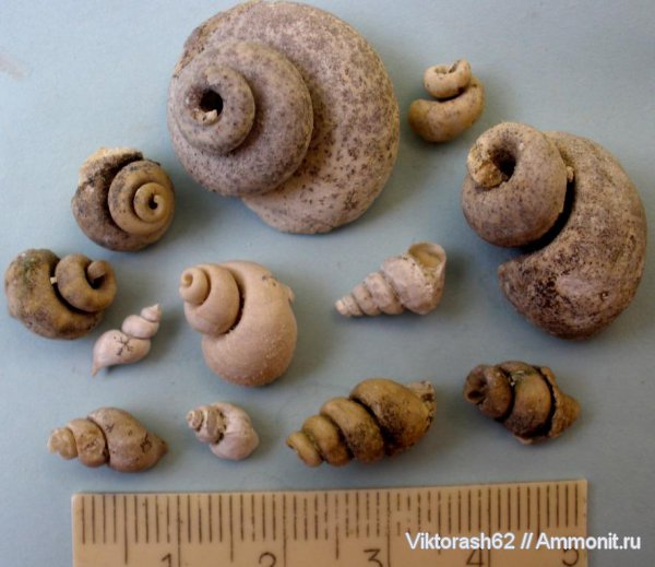 гастроподы, неоген, брюхоногие моллюски, кайнозой, Максимовка