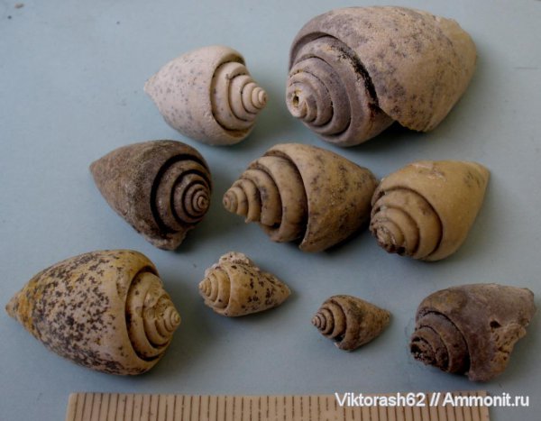 гастроподы, неоген, брюхоногие моллюски, кайнозой, Максимовка