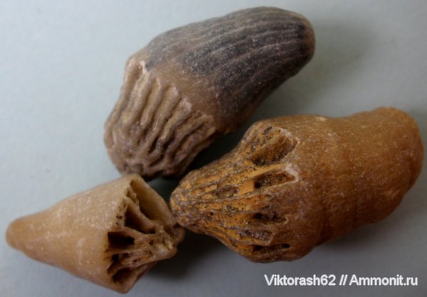 мел, кораллы, мезозой, кишечнополостные, Cretaceous