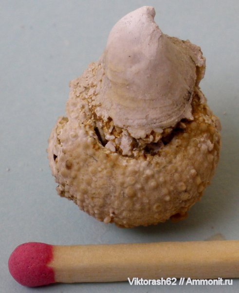 морские ежи, иглокожие, неоген, кайнозой, Psammechinus, Максимовка