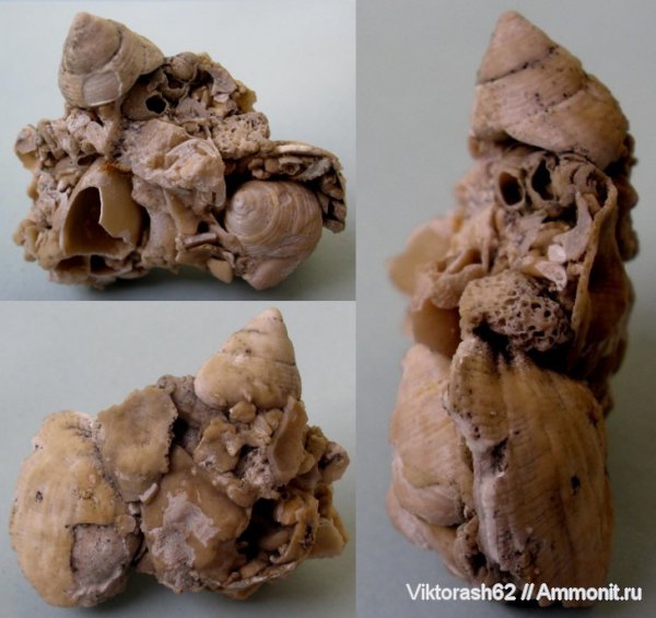 гастроподы, серпулы, миоцен, двустворчатые моллюски, кайнозой, Serpulidae, Максимовка