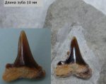 Зуб меловой акулы-9