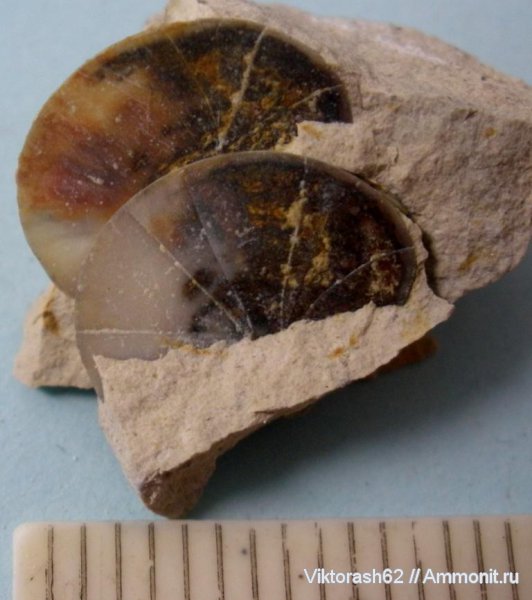 мел, рыбы, позвоночные, мезозой, чешуя, р. Днестр, Cretaceous, fish