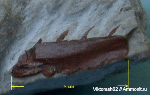 мел, рыбы, позвоночные, мезозой, р. Днестр, Cretaceous, fish