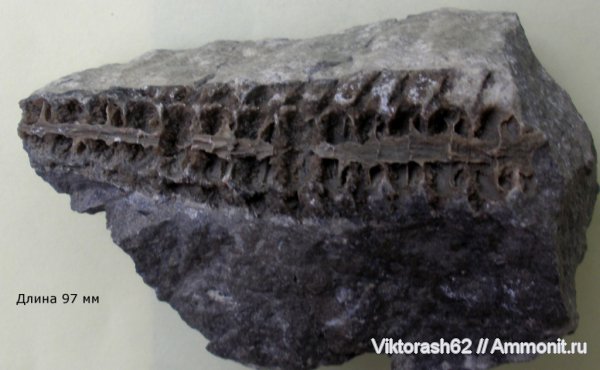 карбон, актиноцерасы, головоногие моллюски, палеозой, Actinocerida