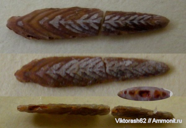 мел, мезозой, фораминиферы, р. Днестр, Cretaceous