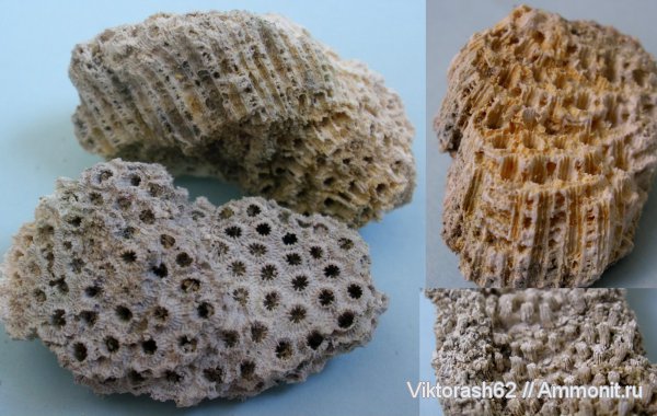 неоген, кораллы, кишечнополостные, кайнозой, Максимовка, Scleractinia