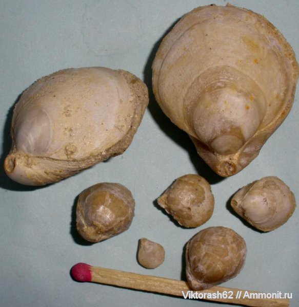 брахиоподы, неоген, кайнозой, Terebratula, Terebratulida