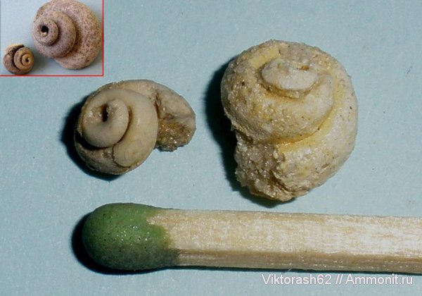 гастроподы, неоген, брюхоногие моллюски, кайнозой, Куряны