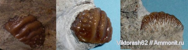 мел, рыбы, позвоночные, мезозой, зубы акул, Ptychodus, р. Днестр, Cretaceous, fish, shark teeth