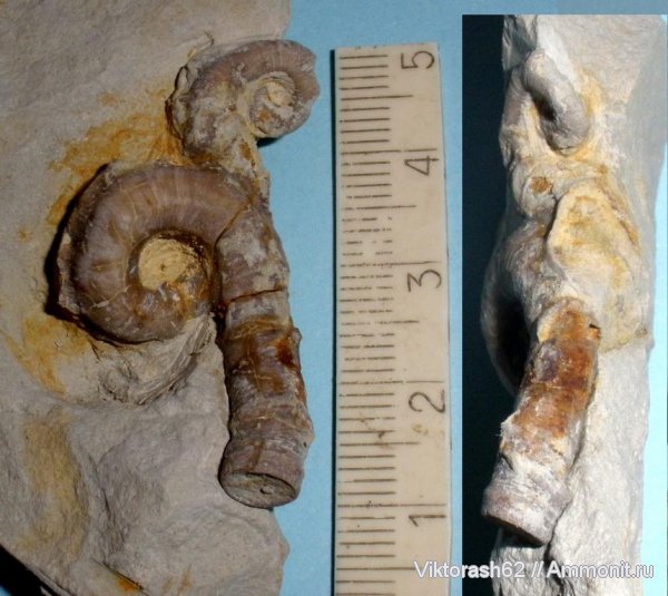 мел, серпулы, мезозой, кольчатые черви, Serpula, Serpulidae, р. Днестр, Neovermilia, Cretaceous