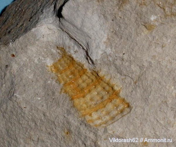 гастроподы, мел, мезозой, брюхоногие моллюски, р. Днестр, Cretaceous