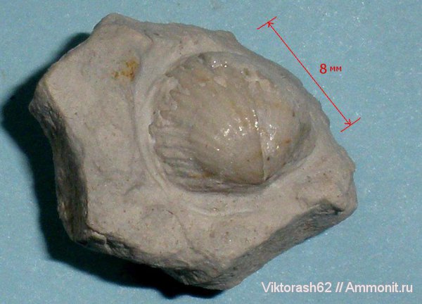 брахиоподы, мел, мезозой, плеченогие, р. Днестр, Cretaceous