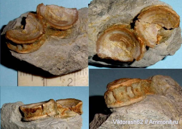 мел, рыбы, позвоночные, мезозой, р. Днестр, Cretaceous, fish