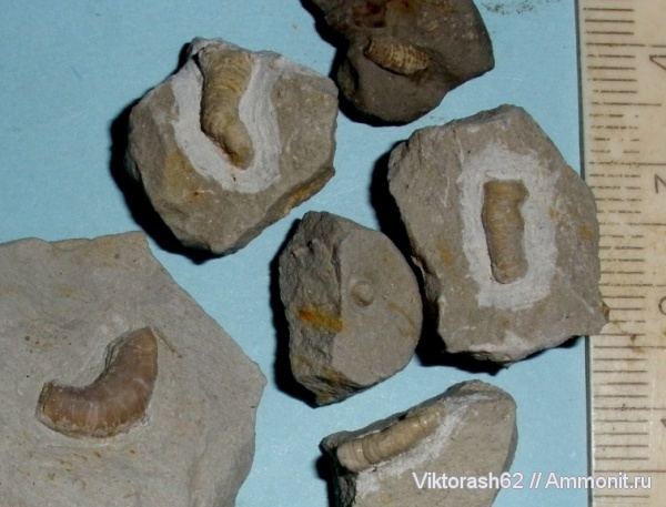 мел, серпулы, мезозой, кольчатые черви, Serpulidae, р. Днестр, Neovermilia, Cretaceous