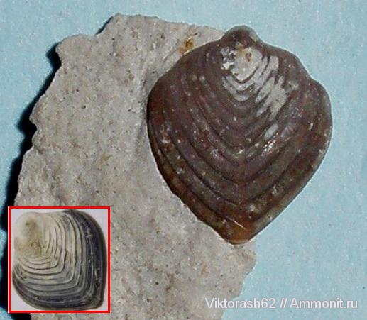 мел, мезозой, простейшие, фораминиферы, р. Днестр, Cretaceous