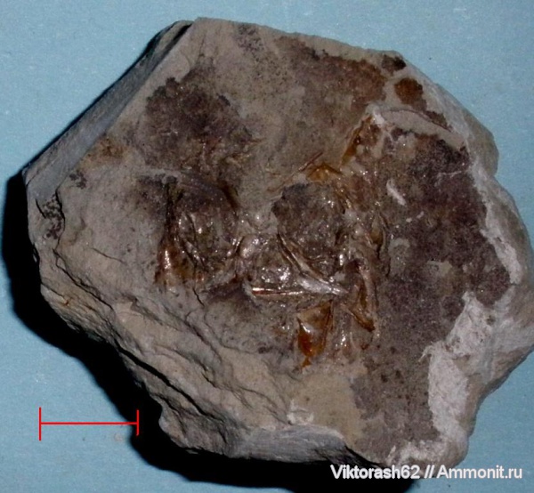 мел, рыбы, позвоночные, мезозой, р. Днестр, Cretaceous, fish