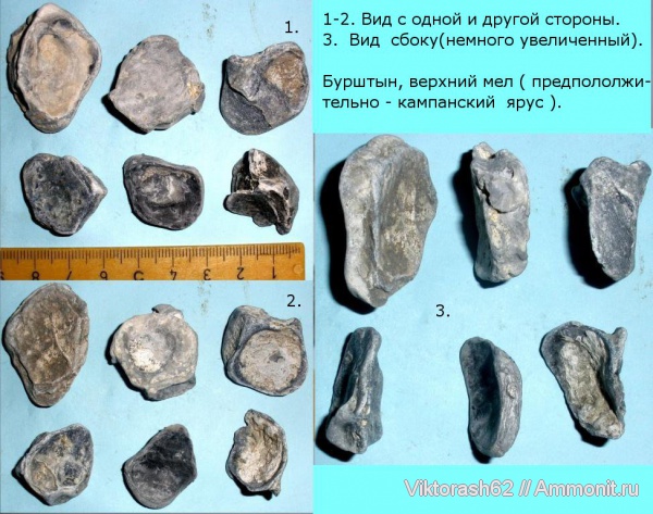 мел, мезозой, двустворчатые моллюски, Бурштын, Cretaceous