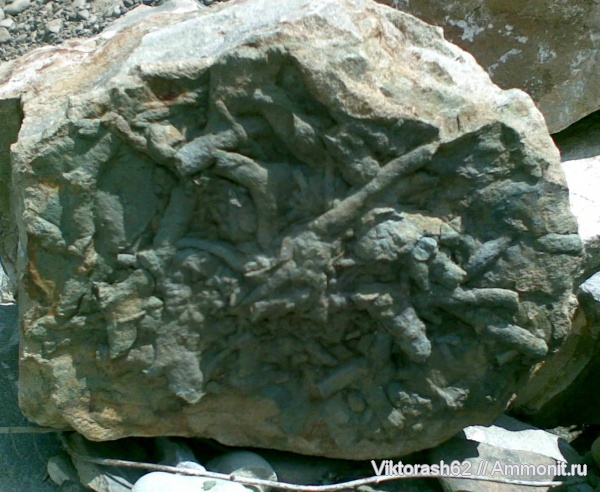 палеозой, ихнофоссилии