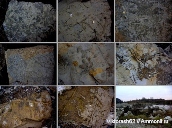 мел, мезозой, ихнофоссилии, р. Ломница, Cretaceous