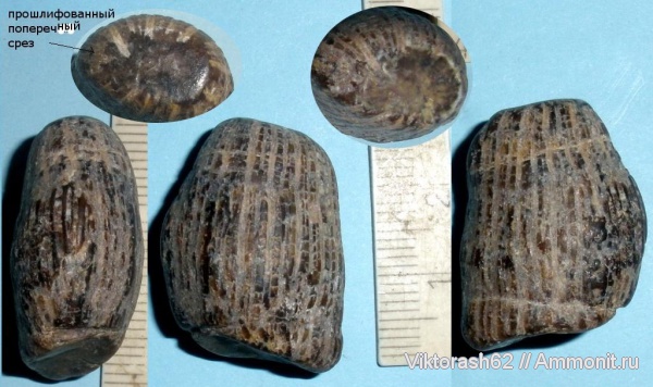 мел, кораллы, мезозой, кишечнополостные, Бурштын, Cretaceous