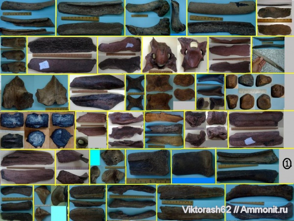 млекопитающие, кайнозой, Бурштын