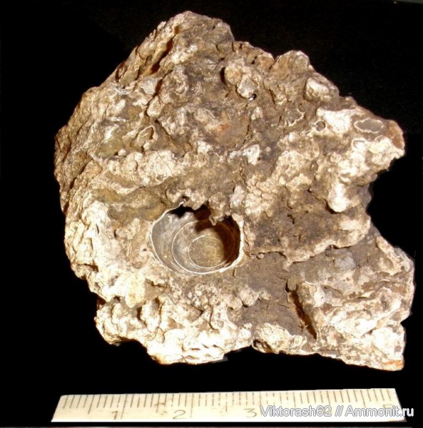 гастроподы, мел, мезозой, Pleurotomaria, брюхоногие моллюски, Cretaceous