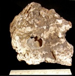 Pleurotomaria Pleurotomaria