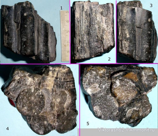 мел, мезозой, окаменевшее дерево, Бурштын, Cretaceous