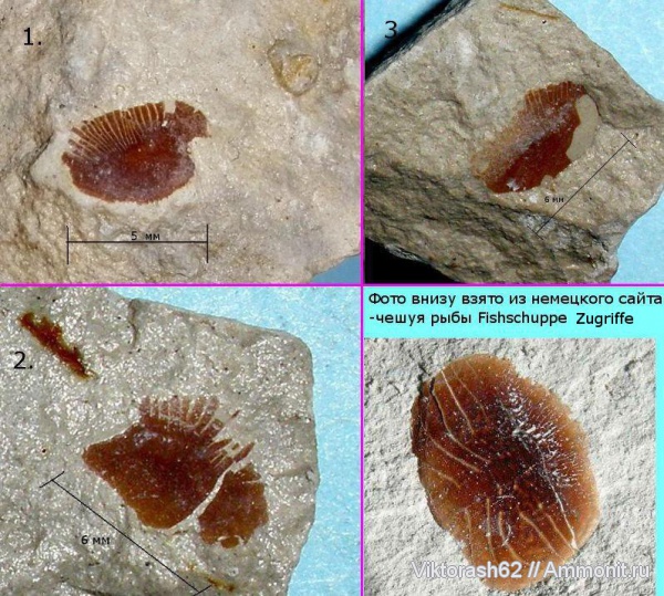 мел, рыбы, позвоночные, мезозой, чешуя, р. Луква, Cretaceous, fish