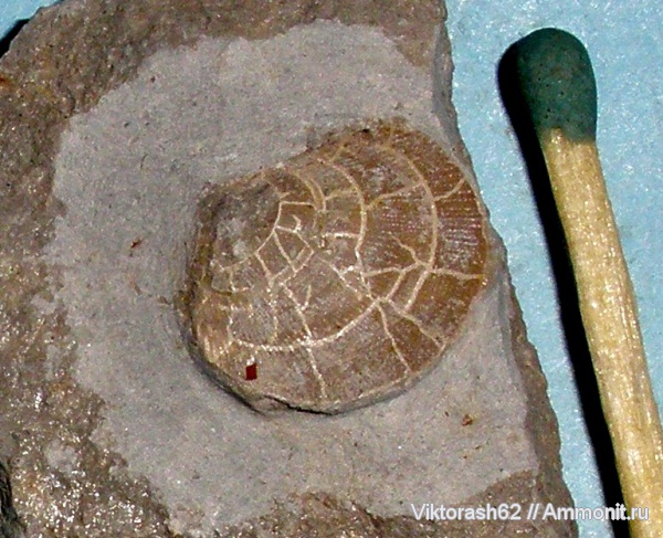 мел, мезозой, двустворчатые моллюски, р. Луква, Cretaceous