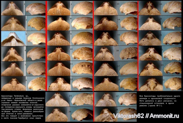 брахиоподы, неоген, кайнозой, Terebratula