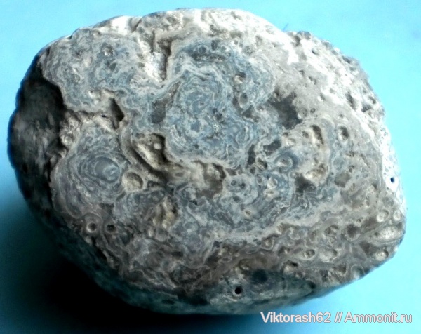 мел, мезозой, водоросли, Бурштын, Cretaceous