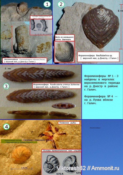 мел, мезозой, простейшие, фораминиферы, беспозвоночные, р. Днестр, р. Луква, Cretaceous