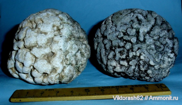 неоген, водоросли, кайнозой, Воронов