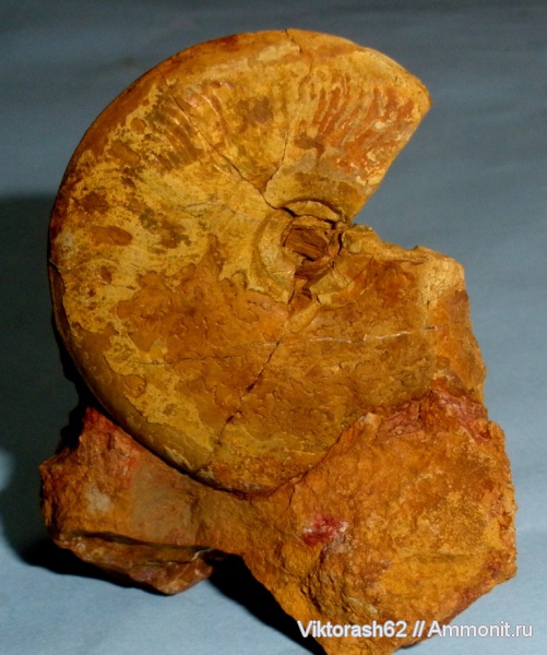 аммониты, юра, головоногие моллюски, мезозой, Ammonites, Jurassic